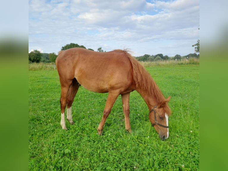 Caballo alemán Semental 2 años 158 cm Alazán in Paderborn