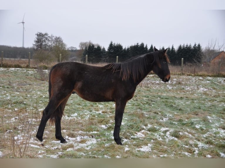 Caballo alemán Semental 2 años 172 cm Castaño oscuro in Burgstall