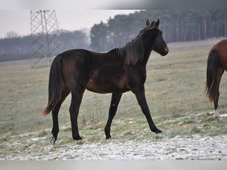 Caballo alemán Semental 2 años 172 cm Castaño oscuro in Burgstall