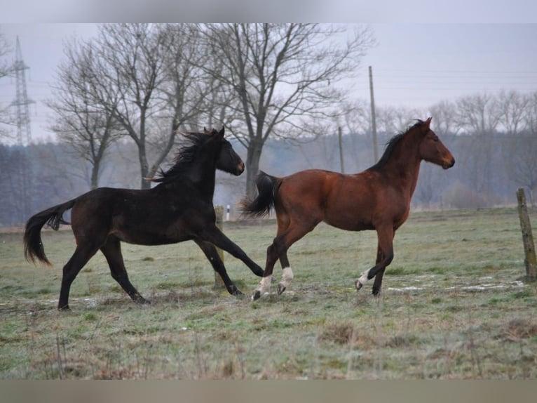 Caballo alemán Semental 2 años 172 cm Castaño oscuro in Burgstall