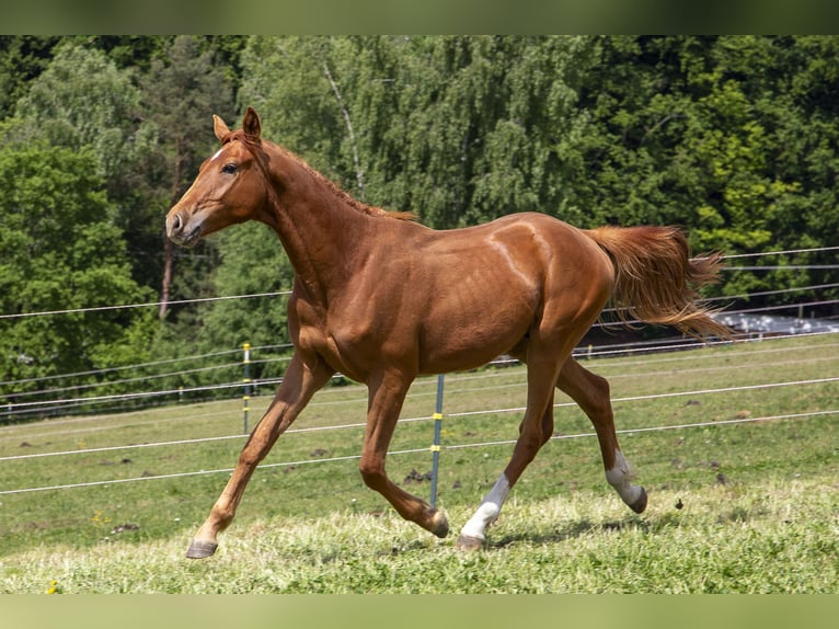 Caballo alemán Semental 2 años Alazán in Wörth an der Donau