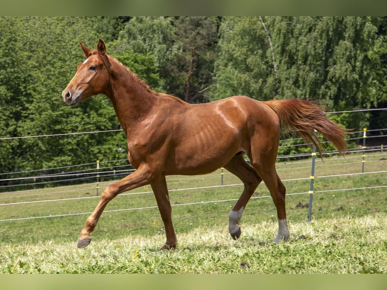 Caballo alemán Semental 2 años Alazán in Wörth an der Donau
