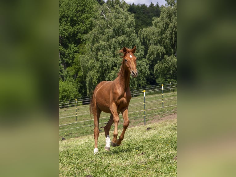 Caballo alemán Semental 2 años Alazán in W&#xF6;rth an der Donau
