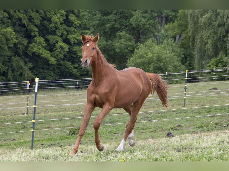 Caballo alemán Semental 2 años Alazán in W&#xF6;rth an der Donau