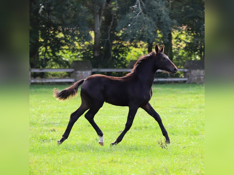 Caballo alemán Semental 2 años in Neuenkirchen-V&#xF6;rden