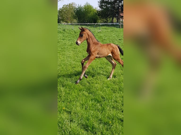 Caballo alemán Semental 2 años Castaño oscuro in Aachen