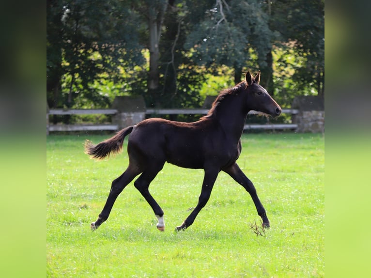 Caballo alemán Semental 2 años Castaño oscuro in Neuenkirchen-Vörden