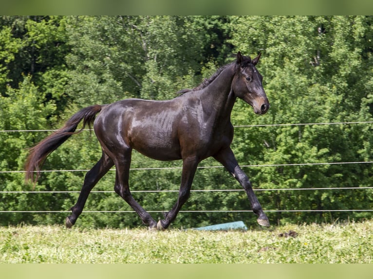 Caballo alemán Semental 2 años Castaño oscuro in Wörth an der Donau