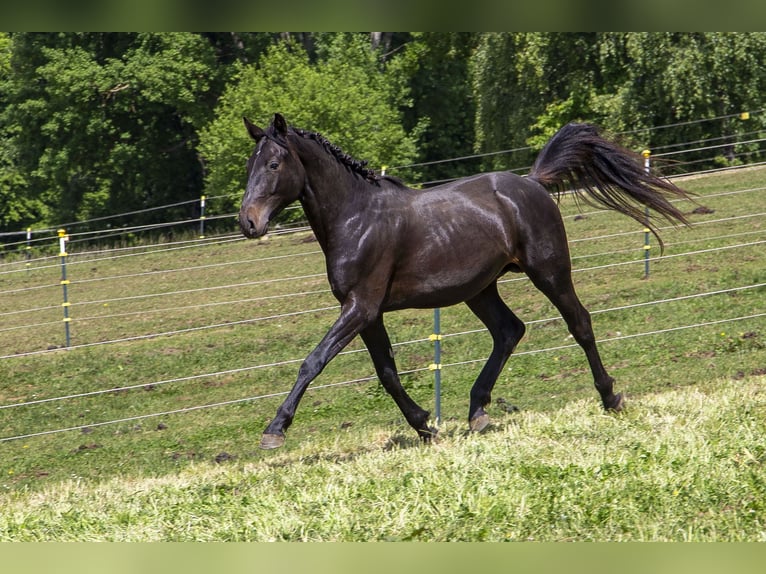 Caballo alemán Semental 2 años Castaño oscuro in Wörth an der Donau
