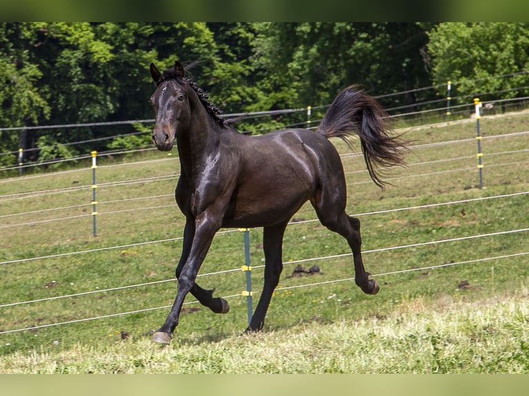 Caballo alemán Semental 2 años Castaño oscuro in Wörth an der Donau