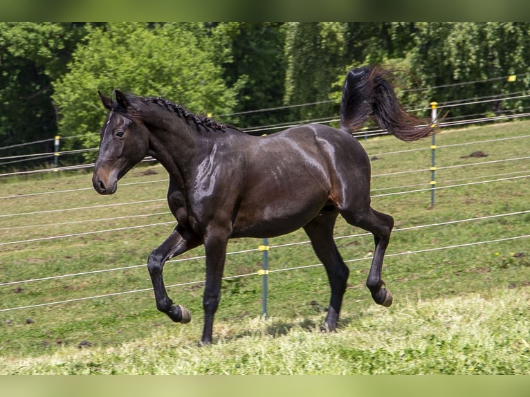 Caballo alemán Semental 2 años Castaño oscuro in Wörth an der Donau