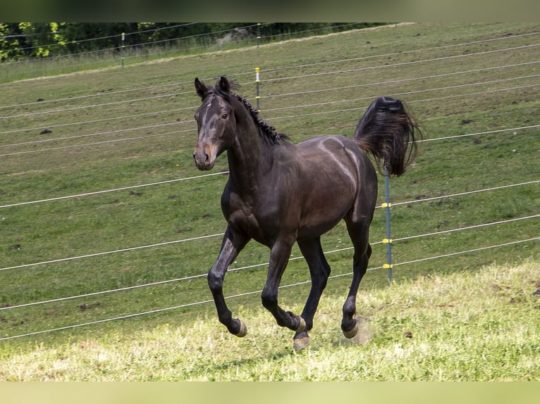 Caballo alemán Semental 2 años Castaño oscuro in Wörth an der Donau