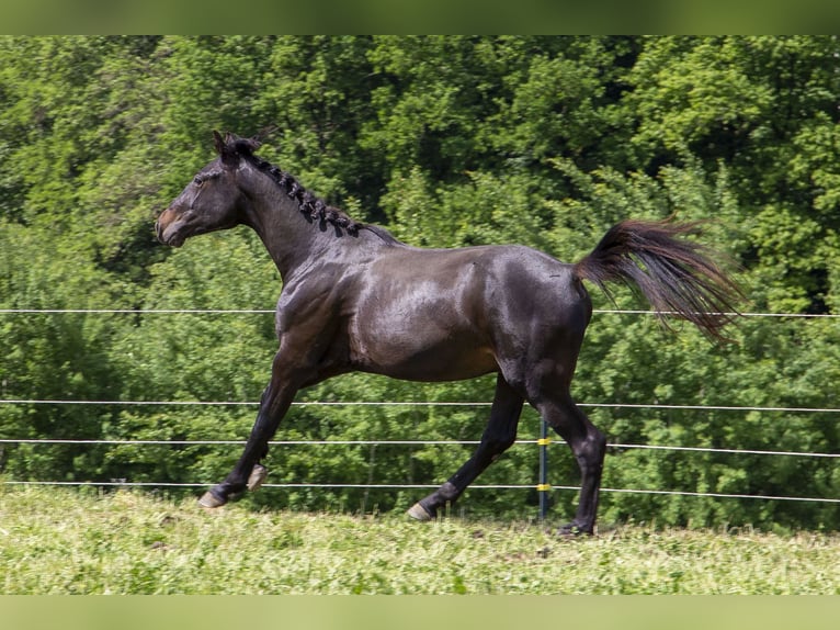 Caballo alemán Semental 2 años Castaño oscuro in Wörth an der Donau