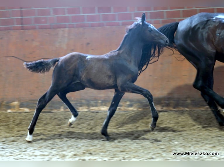 Caballo alemán Semental 2 años Morcillo in Paderborn