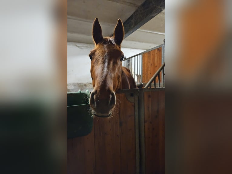 Caballo alemán Semental 3 años 152 cm Alazán in Schwanefeld