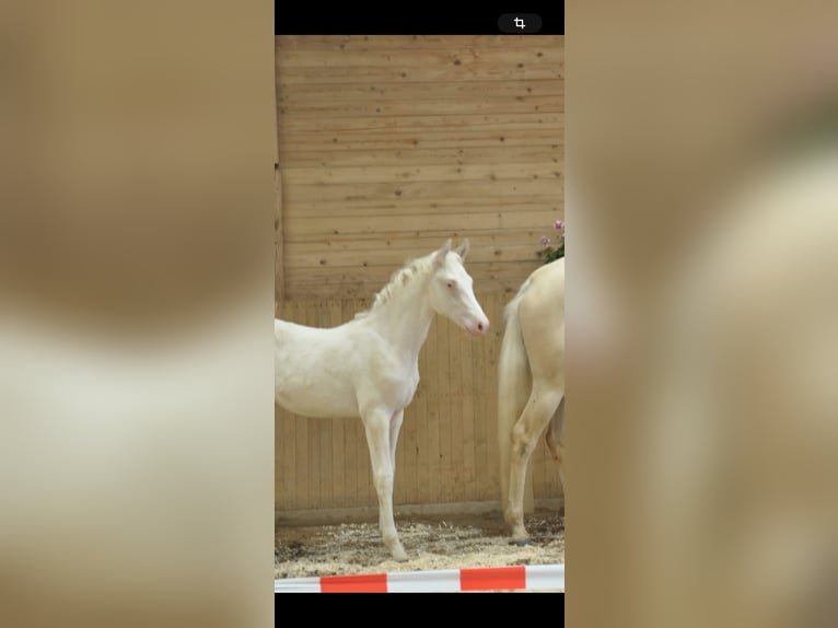 Caballo alemán Semental 3 años 158 cm Cremello in Heistenbach