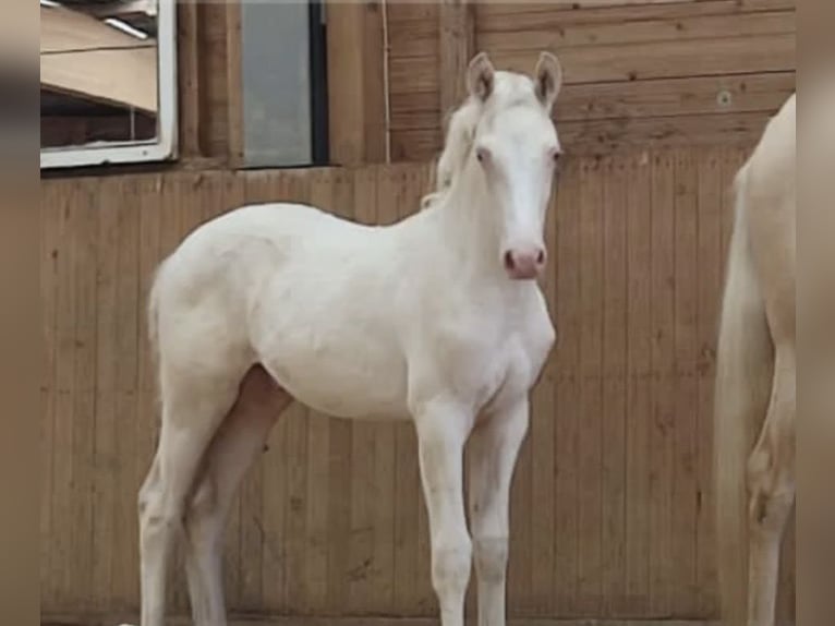 Caballo alemán Semental 3 años 158 cm Cremello in Heistenbach