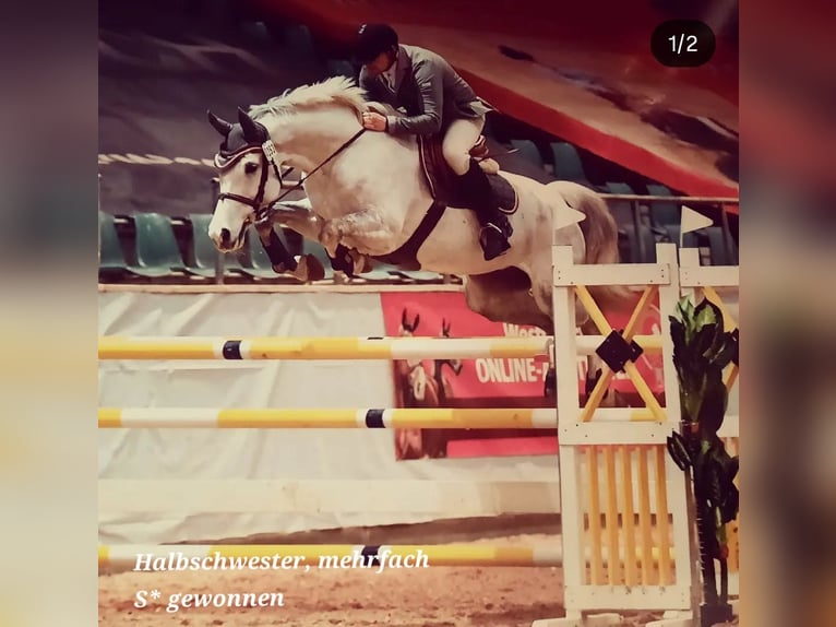 Caballo alemán Semental 3 años 166 cm Musgo in Stulln