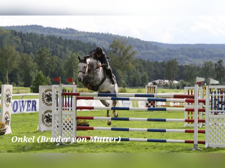Caballo alemán Semental 3 años 166 cm Musgo in Stulln