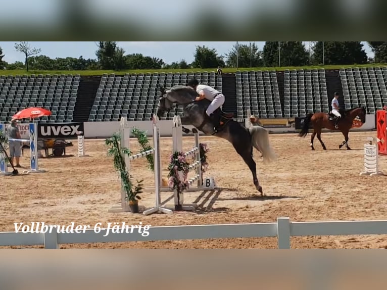 Caballo alemán Semental 3 años 166 cm Musgo in Stulln