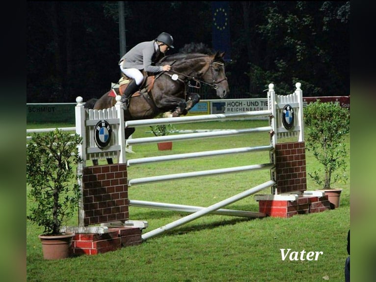 Caballo alemán Semental 3 años 166 cm Musgo in Stulln