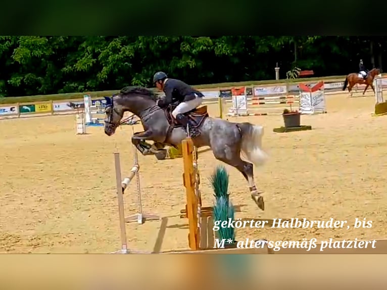 Caballo alemán Semental 3 años 166 cm Musgo in Stulln