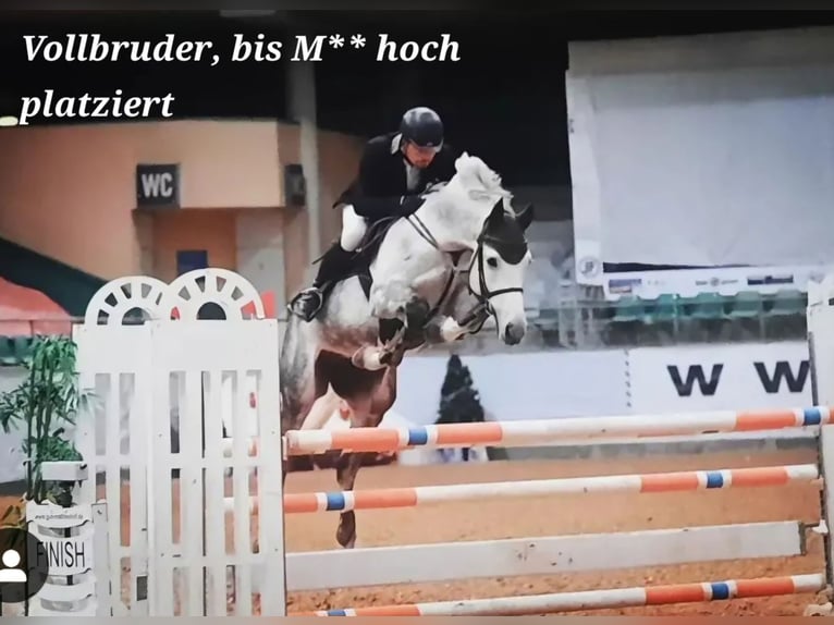 Caballo alemán Semental 3 años 166 cm Musgo in Stulln