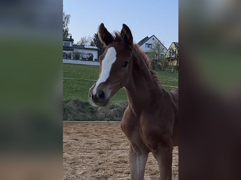 Caballo alemán Semental 3 años 170 cm Alazán-tostado in Neusäß