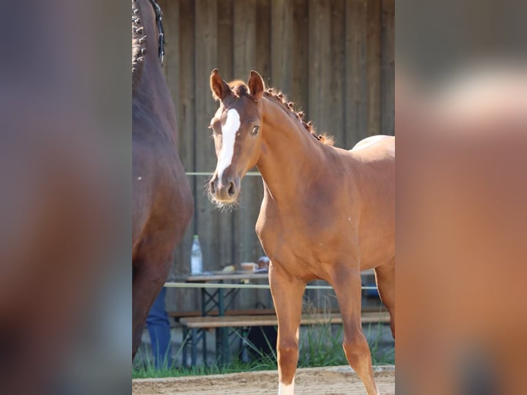 Caballo alemán Semental 3 años 170 cm Alazán-tostado in Neusäß