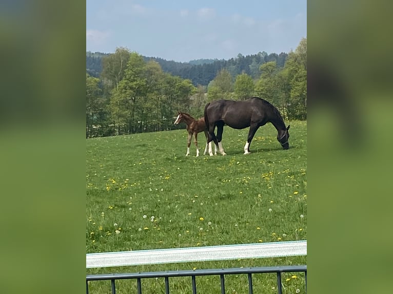 Caballo alemán Semental 3 años 170 cm Alazán-tostado in Neusäß