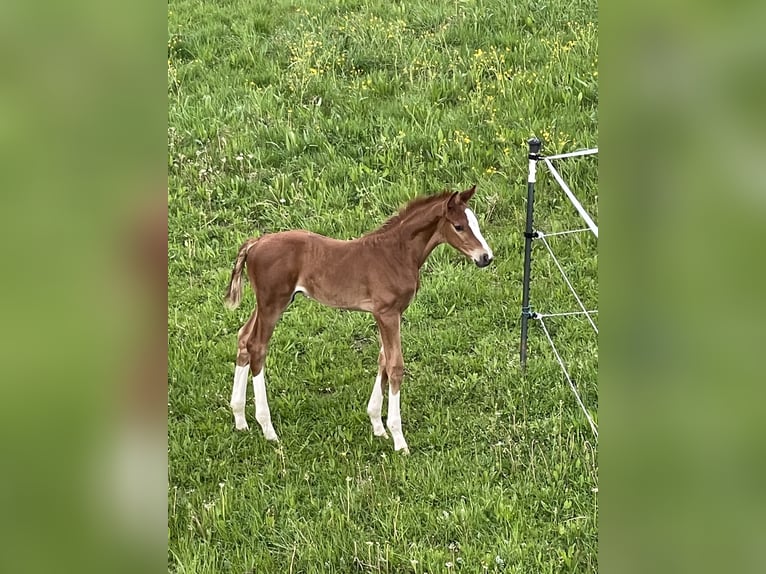 Caballo alemán Semental 3 años 170 cm Alazán-tostado in Neusäß