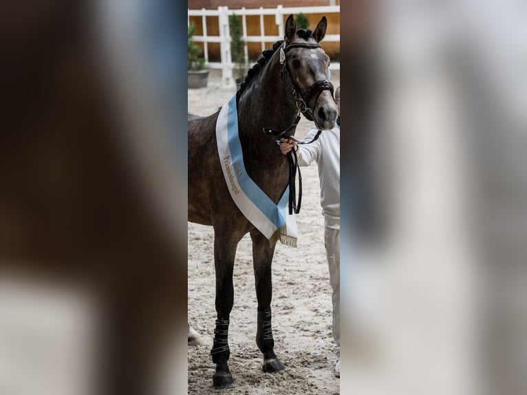 Caballo alemán Semental 3 años 171 cm Tordo in Heistenbach