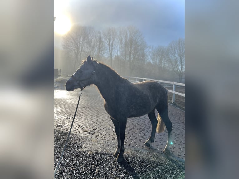 Caballo alemán Mestizo Semental 4 años 137 cm in Ulrichstein