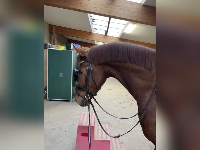 Caballo alemán Semental 4 años 166 cm Alazán in Barntrup