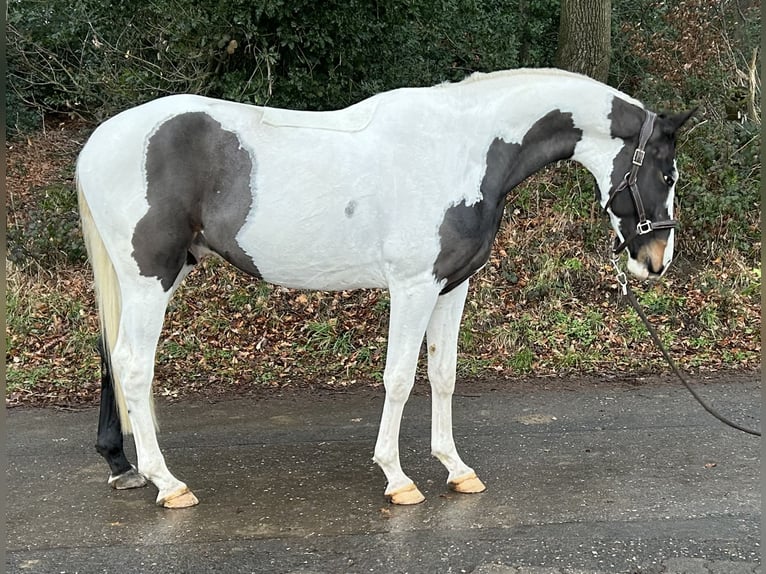 Caballo alemán Semental 4 años 168 cm Pío in Overath
