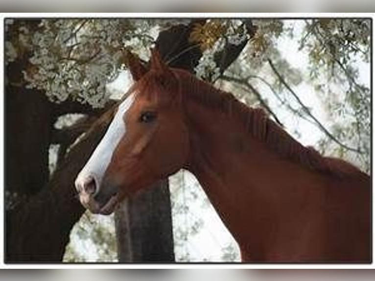 Caballo alemán Semental 5 años 170 cm Alazán-tostado in Ravensburg