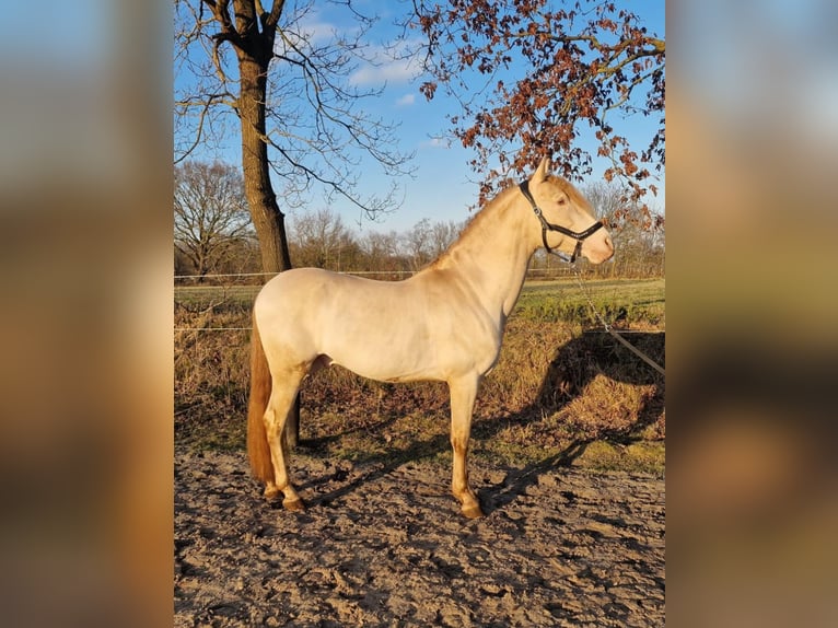 Caballo alemán Mestizo Semental 7 años 160 cm Perlino in Noardburgum