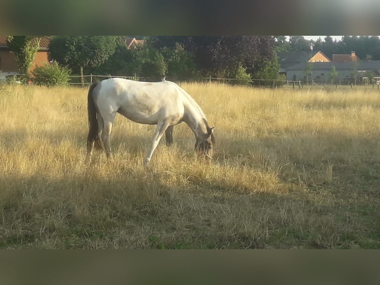 Caballo alemán Semental 7 años in Ganderkesee