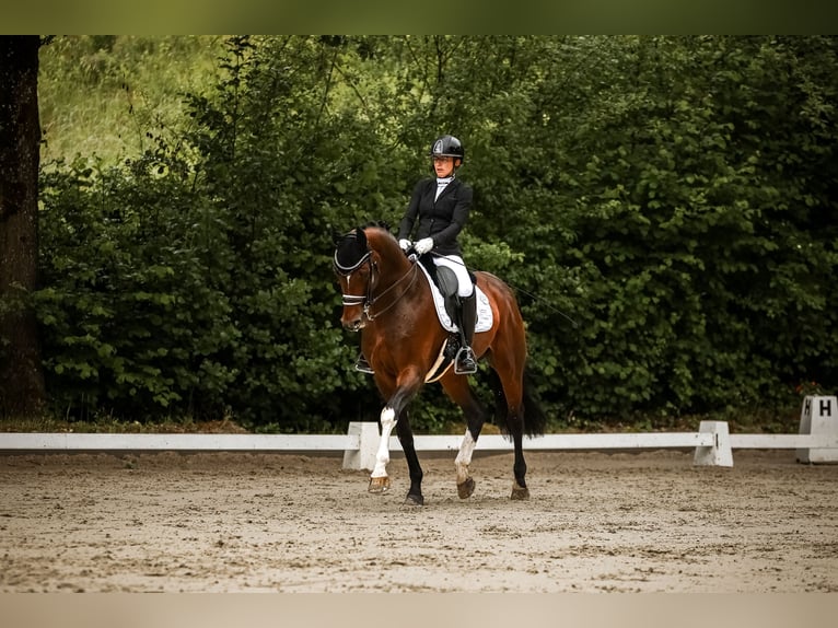 Caballo alemán Semental 8 años 168 cm Castaño in Düsseldorf Caballo alemán Semental 8 años 168 cm Castaño in Düsseldorf