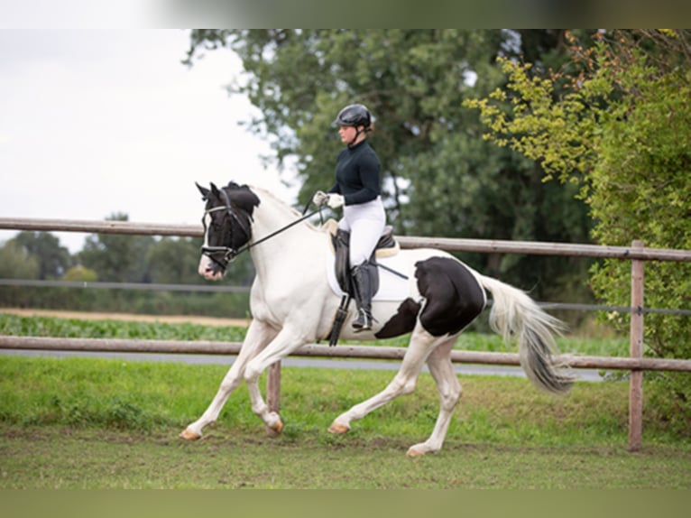 Caballo alemán Semental in Etgersleben