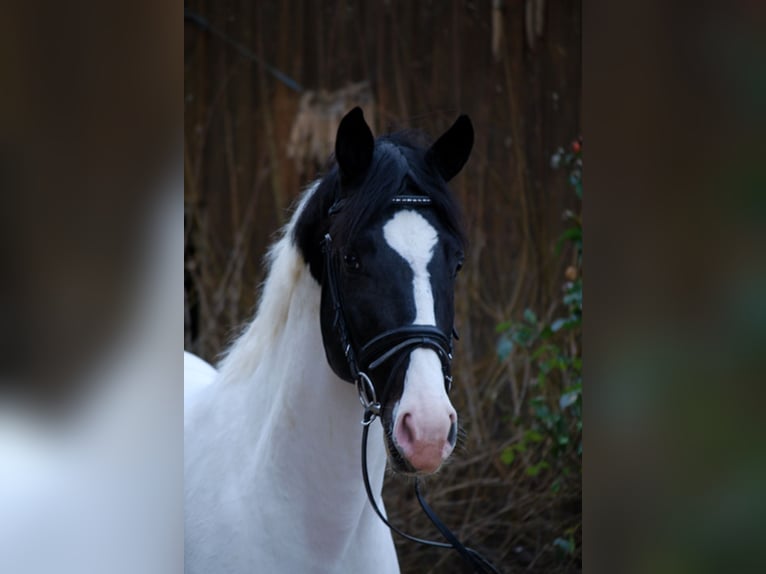 Caballo alemán Semental in Etgersleben