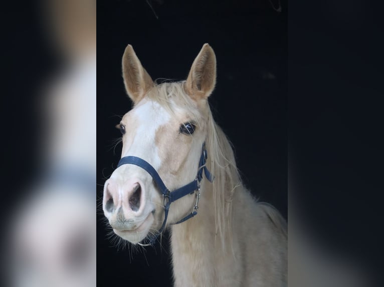 Caballo alemán Semental in Beaumont pied-de-boeuf