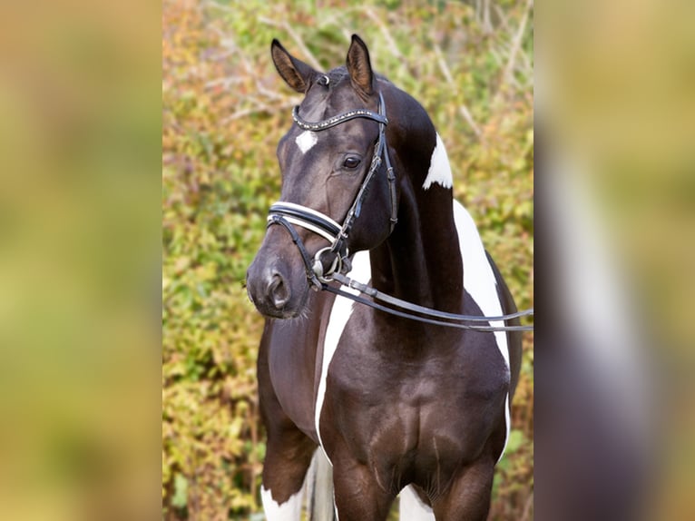Caballo alemán Semental in Etgersleben