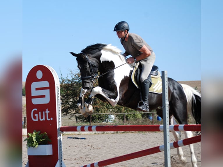 Caballo alemán Semental in Etgersleben