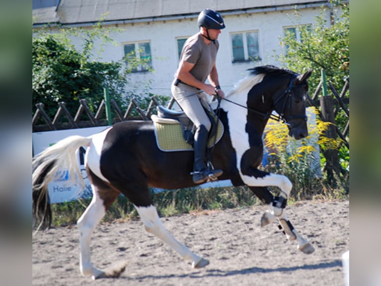 Caballo alemán Semental in Etgersleben