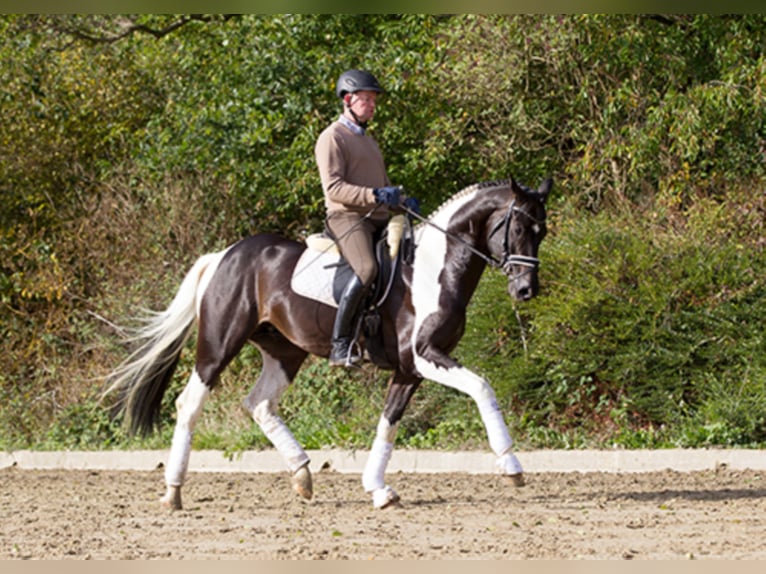 Caballo alemán Semental in Etgersleben