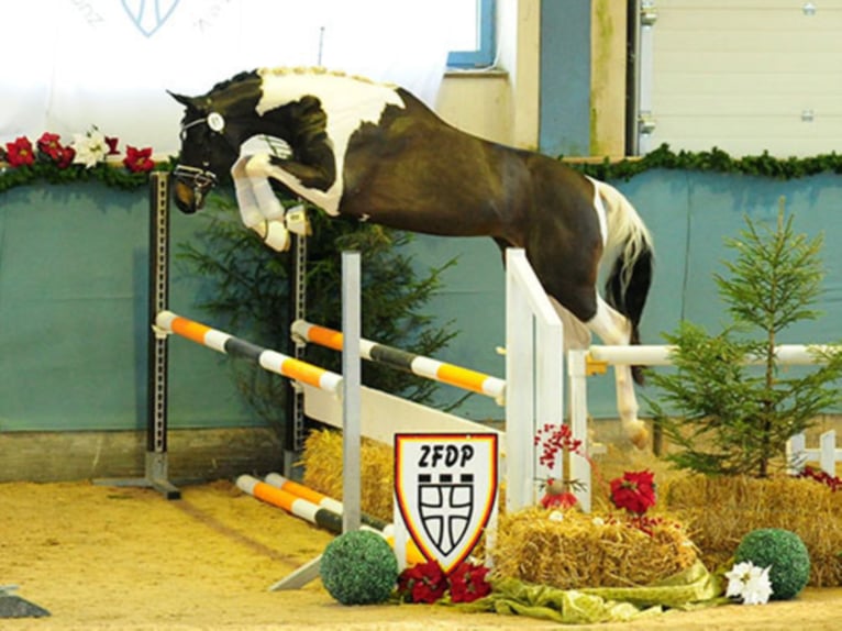 Caballo alemán Semental in Etgersleben