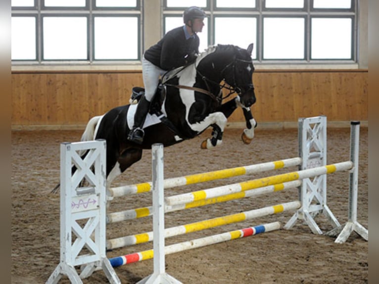 Caballo alemán Semental in Etgersleben