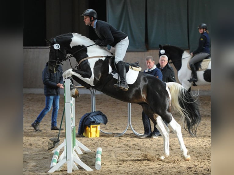 Caballo alemán Semental in Etgersleben