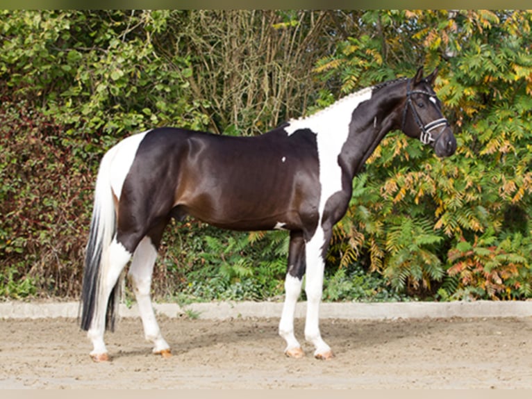Caballo alemán Semental in Etgersleben